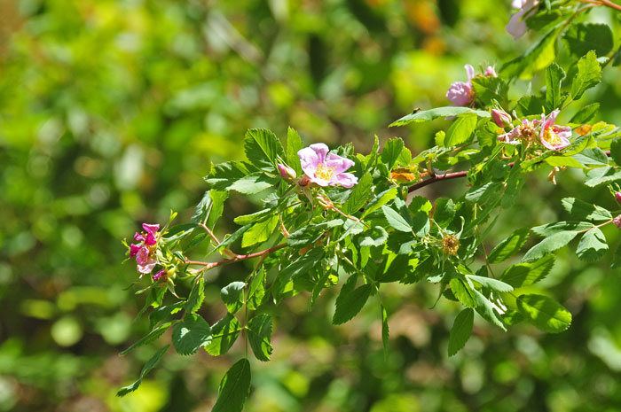 Woods Rose is a perennial native species that flowers in May in the southwest. It grows along streams and in pine forests in partial shade. Rosa woodsii